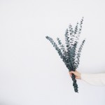 thislittlelion-11