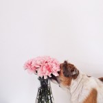 thislittlelion-6