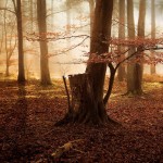woodsmystery1