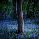 woodsmystery10