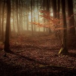 woodsmystery3