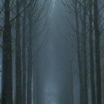 woodsmystery5