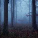 woodsmystery6