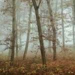 woodsmystery8