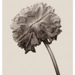 wrinkles-1