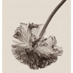 wrinkles-10