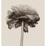 wrinkles-3