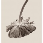 wrinkles-4