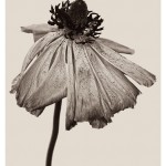 wrinkles-7