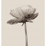 wrinkles-8