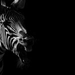 zooportraits1