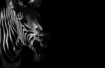 Black and White Portraits of Animals in Zoos
