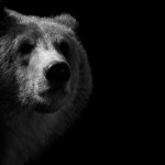 zooportraits10