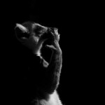 zooportraits12
