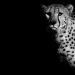 zooportraits14