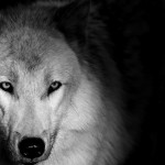 zooportraits17