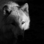 zooportraits18