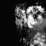 zooportraits2