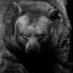 zooportraits20