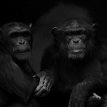 zooportraits8