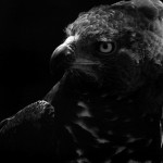 zooportraits9