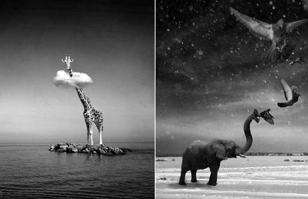 Black and White Photo Manipulations of Animals