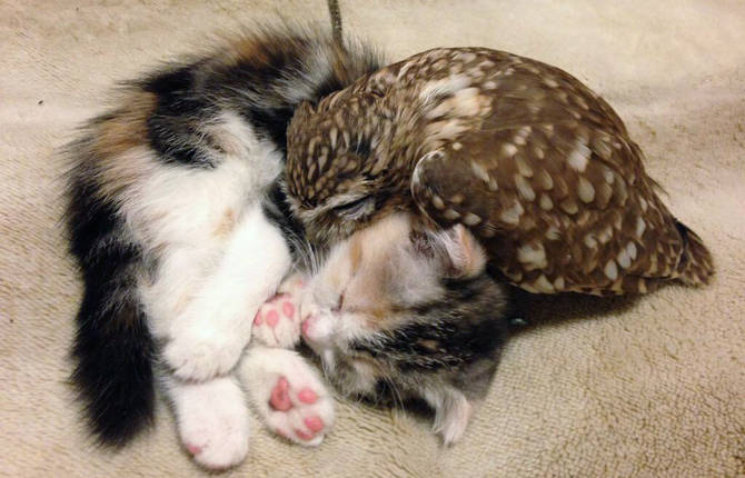 Friendship Between Owlet and Kitten