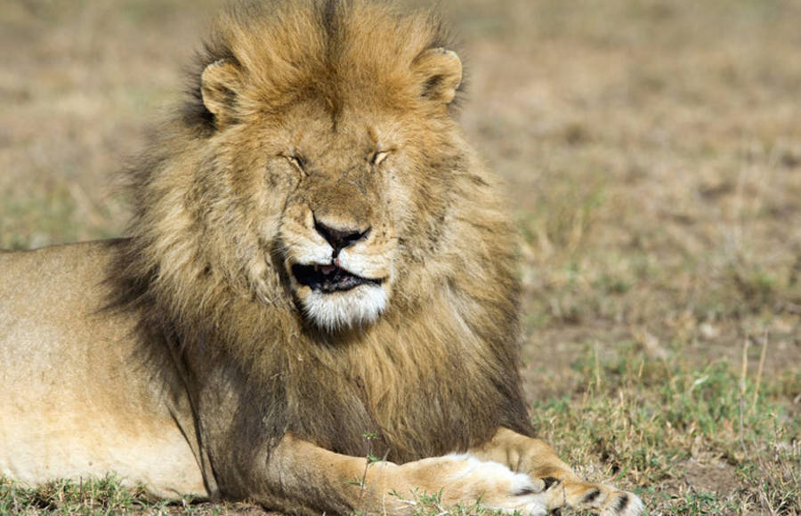 ComedyWildlifePhotographyAward20151-900x580.jpg