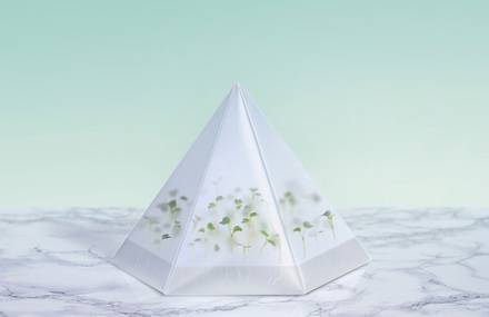 Origami Microgarden Kit