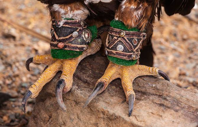 Traditional Eagle Hunting in Mongolia