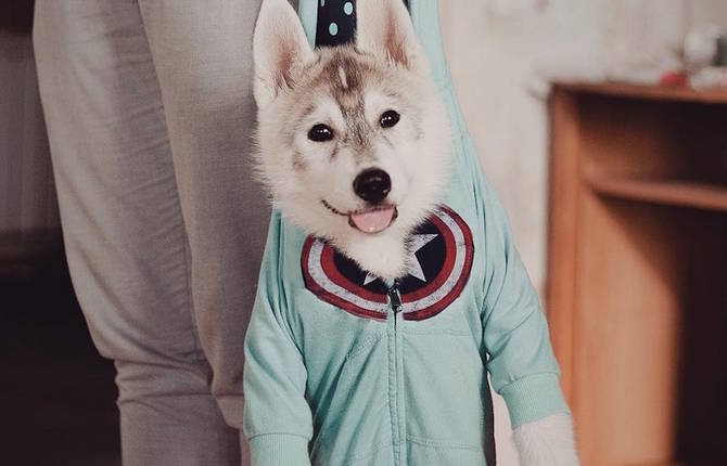 Huskies Dressed with Human Clothes