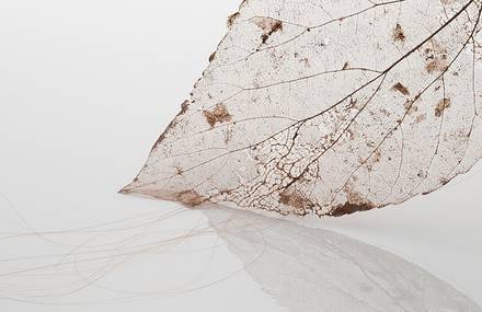 Leaf Sculptures with Human Hair