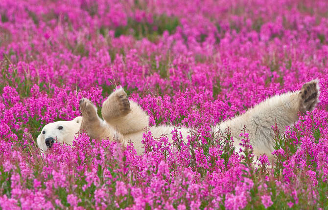 Polar Bear Playing in Summer Flowery Fields