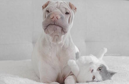 The Funny Life of a Shar Pei