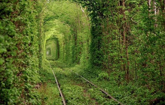 Green Foliage Covered Tunnel