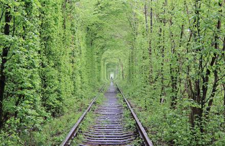 Green Foliage Covered Tunnel