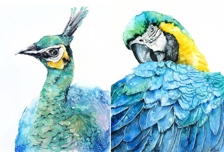 watercolor birds portraits fubiz