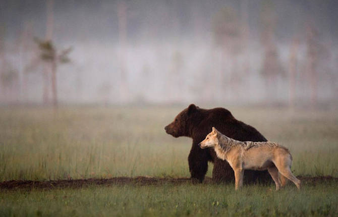 Friendship Between Wolf and Bear in Finland