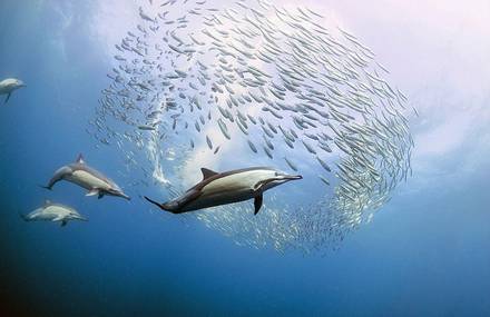 Dolphins and Marlins Feasting On Millions of Sardines