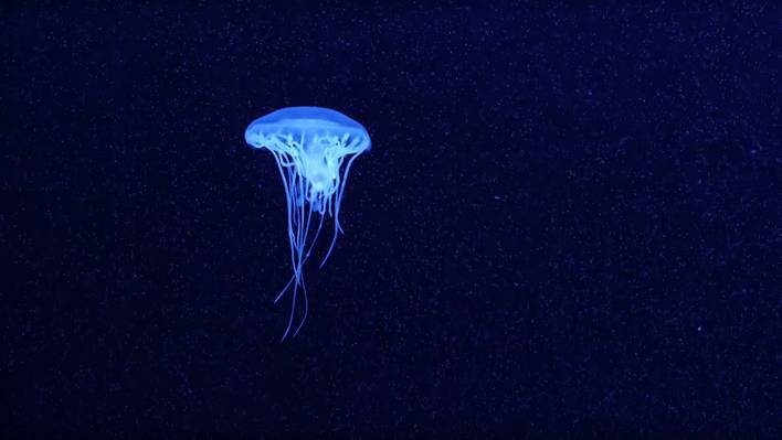 Why Jellyfish Float Like Butterflies And Sting Like Bees