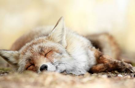 Wildlife of Foxes