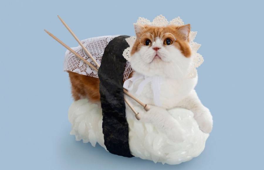 Cats Dressed as Sushi Rolls