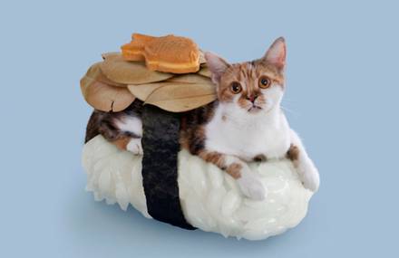 Cats Dressed as Sushi Rolls