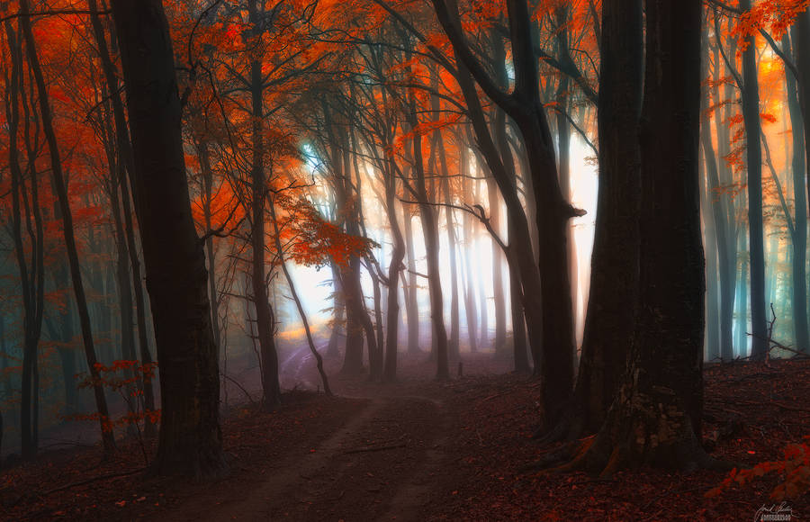 Enchanting Autumn Forests Photography