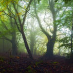 enchantingautumnforest2