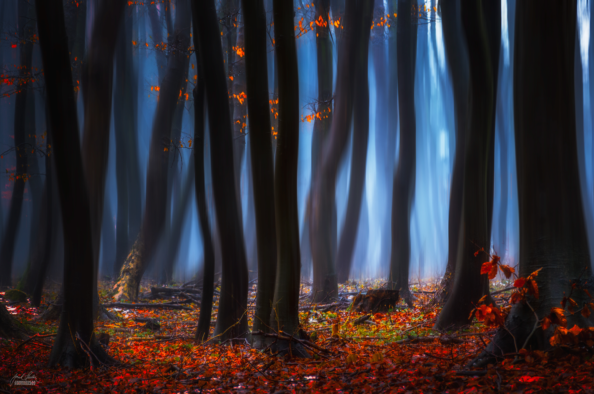 enchantingautumnforest7 – Fubiz Media