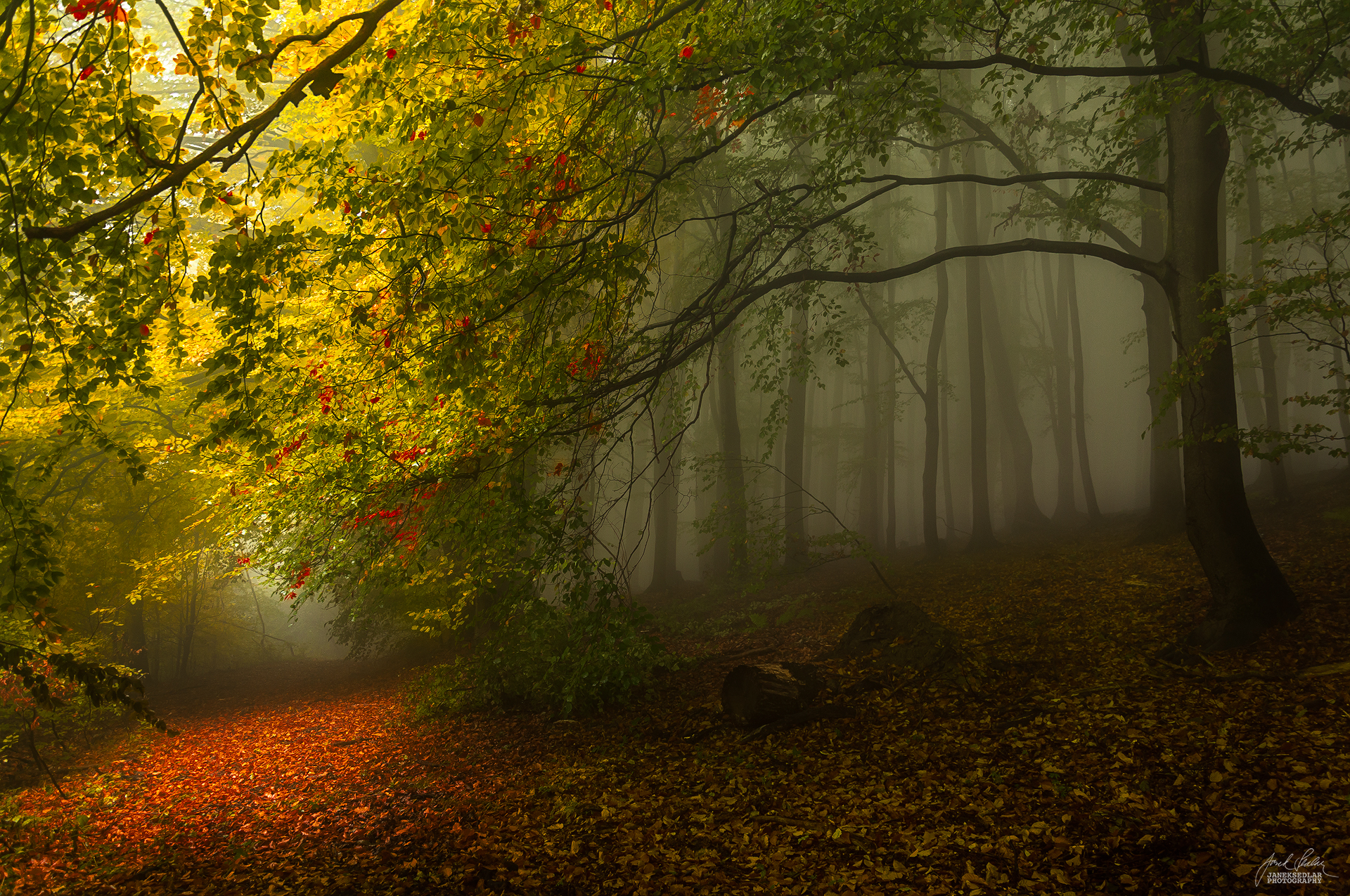 enchantingautumnforest7 – Fubiz Media