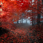 enchantingautumnforest5