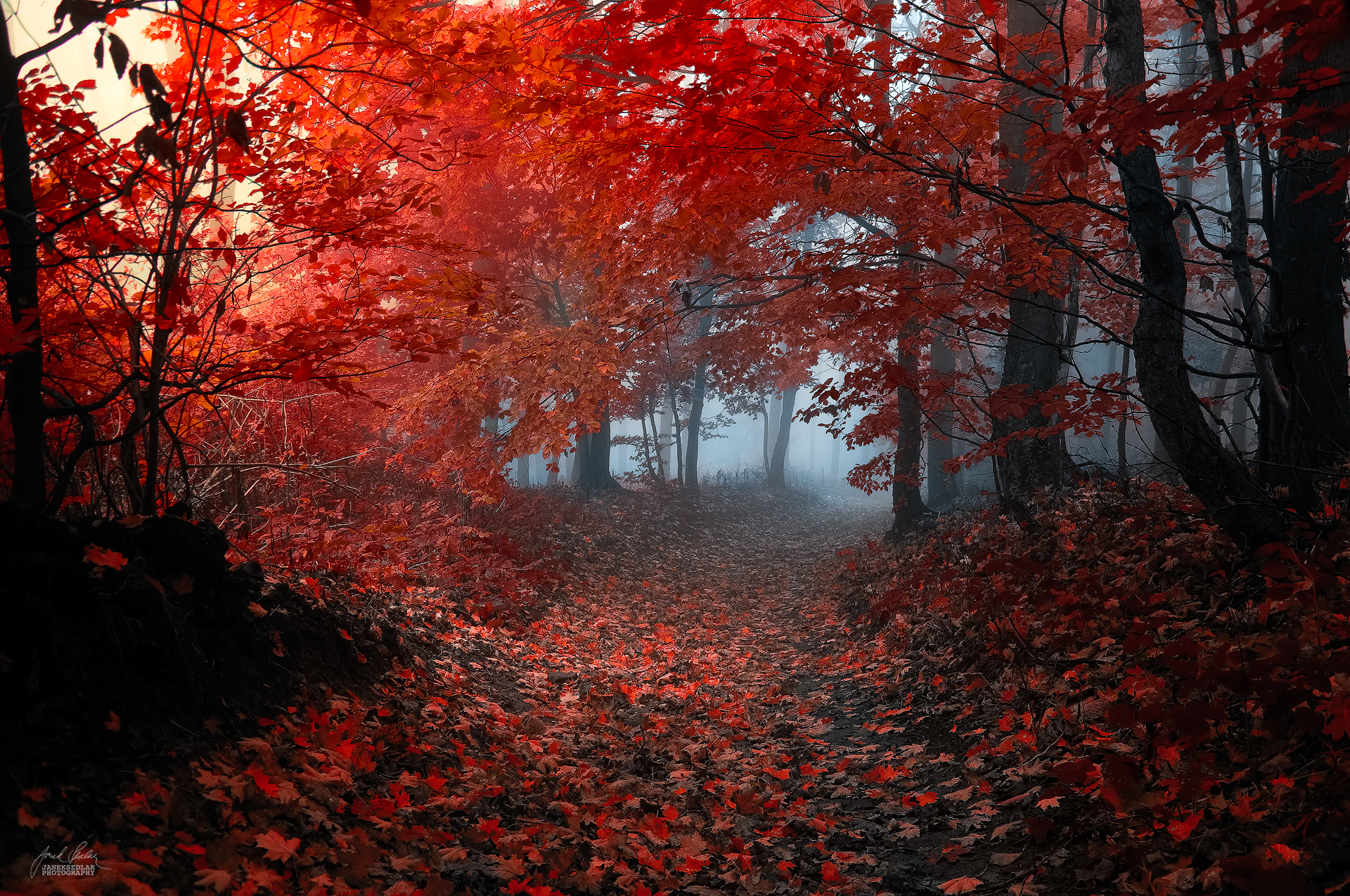 enchantingautumnforest7 – Fubiz Media