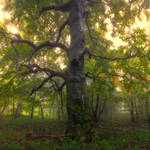 enchantingautumnforest6